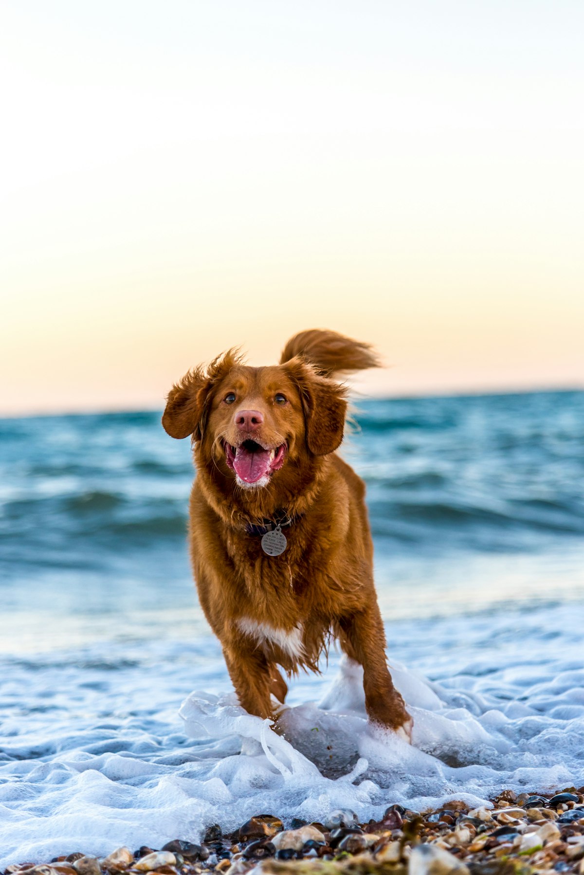 Dog wearing a collar