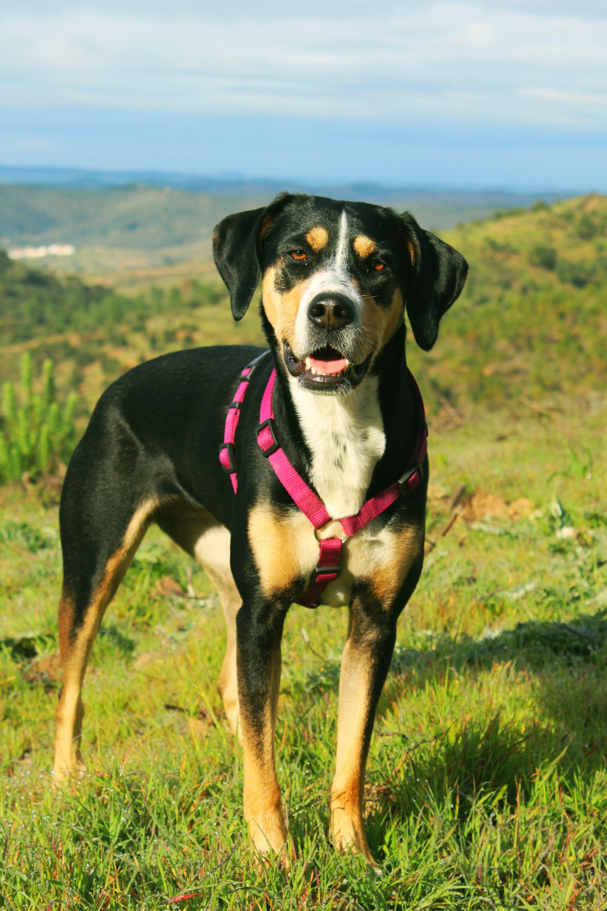 Dog wearing a harness outdoors