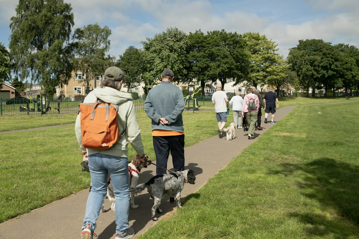 Dog on a leash during a walk